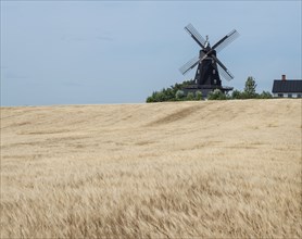 Barley field in front of an old windmill type Dutchman in Övraby, Tomelilla municipality, Scania,