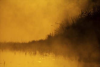 Morning atmosphere, sunrise, fog, floodplain forest, Lower Austria