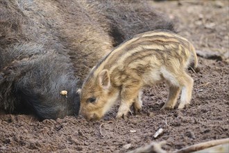 Wild boar (Sus scrofa) squeaker in a forest, Bavaria, Germany Europe