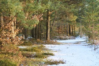 Trail going through a Scots pine (Pinus sylvestris) forest, snow, Upper Palatinate, Bavaria,