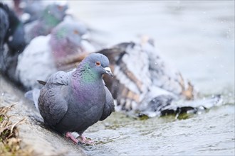 Feral pigeons (Columba livia domestica) taking a bath in the water at the shore of a little pont,