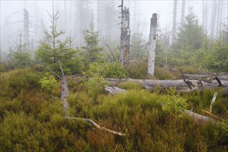 Dead spruce and fog in the Harz National Park, Lower Saxony, Germany, Europe