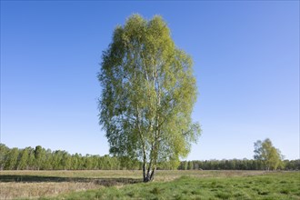 Downy birches (Betula pubescens) in a meadow in spring, blue sky, Lower Saxony, Germany, Europe