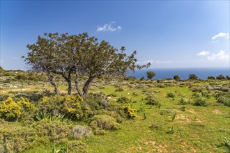 Landscape at Cape Aspro near Pissouri, Cyprus, Europe