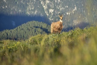 Chamois (Rupicapra rupicapra) in the wild in Berchtesgaden National Park, Bavaria, Germany, Europe