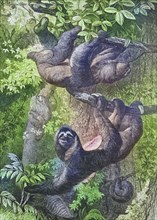 Ai, Sloth, Historical, digitally restored reproduction of an original from the 19th century