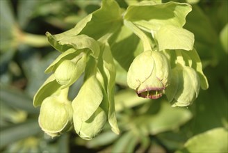 Stinking hellebore (Helleborus foetidus), formerly often used as a medicinal plant