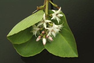 Bog bean (Menyanthes trifoliata) or bitter clover, medicinal plant