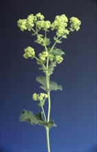 Lady's mantle, also known as common lady's mantle (Alchemilla vulgaris), The positive healing