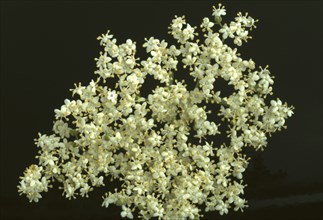 Elderflower, black elder (Sambucus) nigra, medicinal plant, is considered a proven household remedy