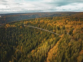 Wildline suspension bridge in autumn forest, Sommerberg, Black Forest, Bad Wildbad, Germany, Europe