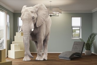 Cardboard moving boxes, chair, plant and an elephant in the room