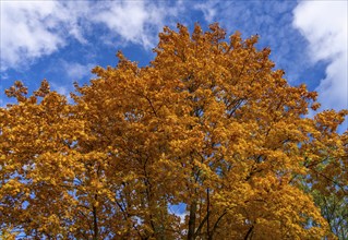 Autumn time, trees and foliage in the park, Berlin, Germany, Europe