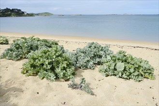 True sea kale (Crambe maritima) or coastal sea kale on a sandy beach, Brittany, France, Europe