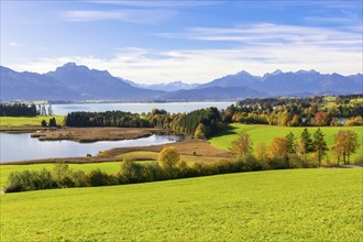 View of the Forggensee, Allgäu Alps, Allgäu, Bavaria, Germany, Europe