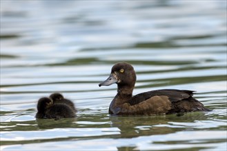 Tufted Duck (Aythya fuligula), female with young birds, Hintersee, Ramsau, Berchtesgadener Land,