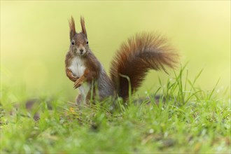 Eurasian red squirrel (Sciurus vulgaris) in a meadow, wildlife, Germany, Europe