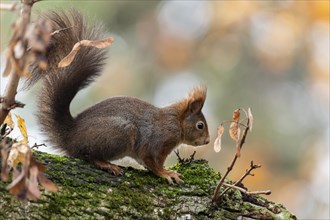 Eurasian red squirrel (Sciurus vulgaris) on a branch, wildlife, Germany, Europe