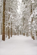 Spruce trees in a woodland in winter with deep snow and hoarfrost