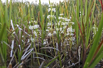 Water feather (Hottonia palustris), flowers, Peene Valley River Landscape Nature Park,