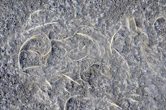 Remains of feathers, heavily dried out Darscho or Warmsee, Lake Neusiedl-Seewinkel National Park,