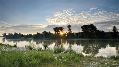 Morning glow with sunbeams on the Old Rhine with valerian (Valeriana officinalis) and deciduous