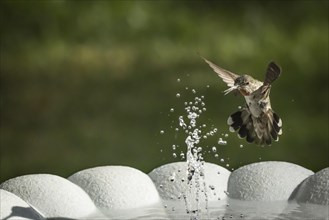 Hummingbird in flight