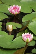 Water lily pond in late summer, water lilies (Nymphaea), Saxony, Germany, Europe