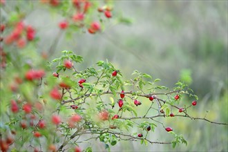 Dog rose (Rosa canina), late summer, Saxony, Germany, Europe