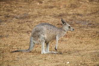 Eastern grey kangaroo (Macropus giganteus) standing on a tried up meadow, raining, Bavaria,