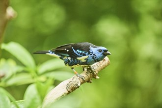 Turquoise tanager (Tangara mexicana) sitting on a branch, Bavaria, Germany, Europe