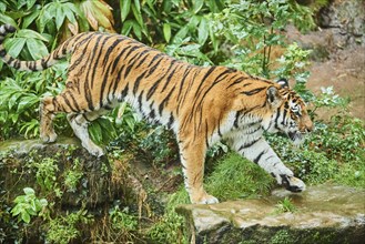 Siberian tiger (Panthera tigris altaica) walking, rainy, cat, captive, Germany, Europe