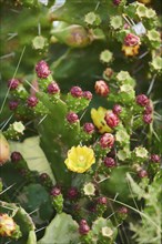 Indian fig opuntia (Opuntia ficus-indica) blossoms and fruits, ebro delta, Catalonia, Spain, Europe