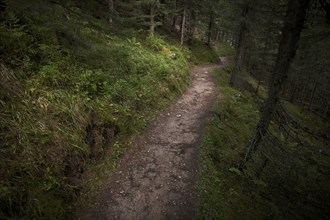 Hiking trail to the Autenalm, Elfer, Neustift, Stubai Valley, Tyrol, Austria, Europe