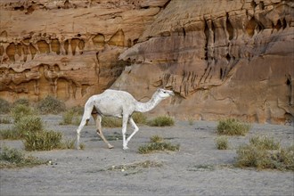 White dromedary in the Ashar Valley, near AlUla, Medina Province, Saudi Arabia, Arabian Peninsula,