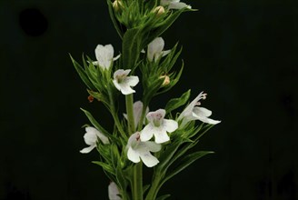 Summer savory (Satureja hortensis), also garden savory, true savory, pepperwort, family of the