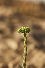 White stonecrop (Sedum album) blooming at Mount "La Talaia del Montmell" at evening, Catalonia,