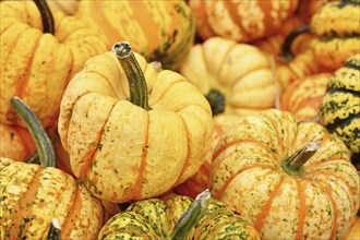 Yellow Carnival squashe in pile of pumpkins