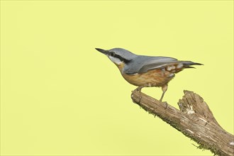 Eurasian nuthatch (Sitta europaea), sitting on a tree root, Wilden, North Rhine-Westphalia,