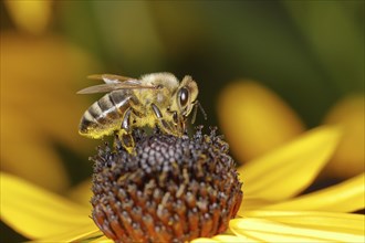 European honey bee (Apis mellifera), collecting nectar from a flower of yellow coneflower