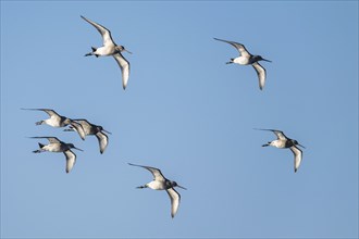 Black-tailed Godwit (Limosa limosa), birds in flight over Marshes at winter time