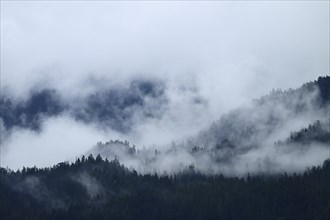 Fog over the Pacific rainforest, Prince William Sound, Alaska