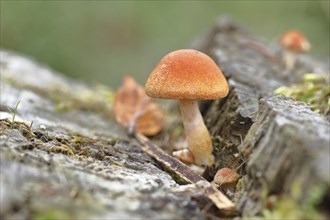 Brick cap (Hypholoma sublateritium) on decaying tree stump, Wilnsdorf, North Rhine-Westphalia,