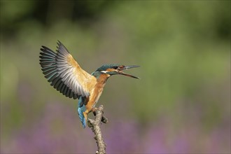 Young female kingfisher in a threatening posture. Austria, Upper Austria