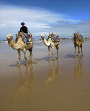 Morocco, dromedary driver, beach, Essaouira, Africa