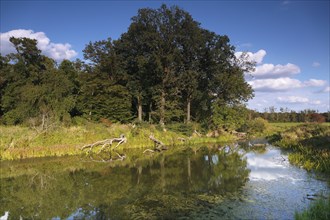 Autumn atmosphere in the floodplain, Altwasser, Middle Elbe Biosphere Reserve, Saxony-Anhalt,