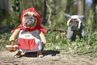 Funny French Bulldog dogs dressed up with Halloween costume as fairytale character Little Red