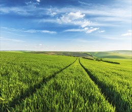 Rolling summer landscape with green grass field under blue sky