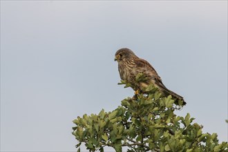 Kestrel (Falco tinnunculus), Burgenland, Austria, Europe