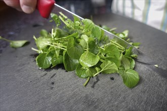 Watercress (Nasturtium officinale), fresh cress for the preparation of a cress soup, cutting board,